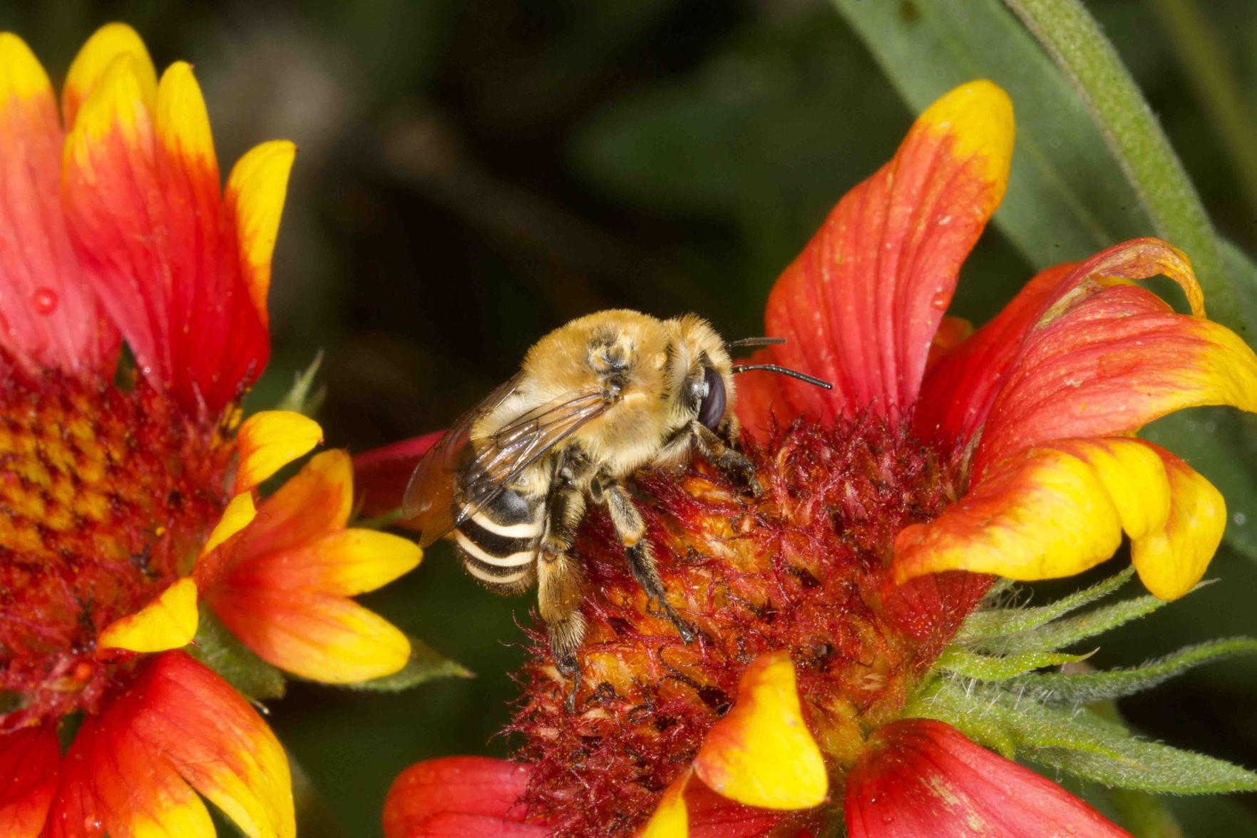 Digger bee